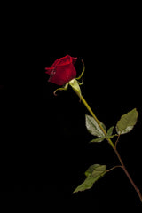 red rose isolated on black background Poster och Canvastavla