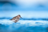 Dunlin during autumn migration Poster och Canvastavla