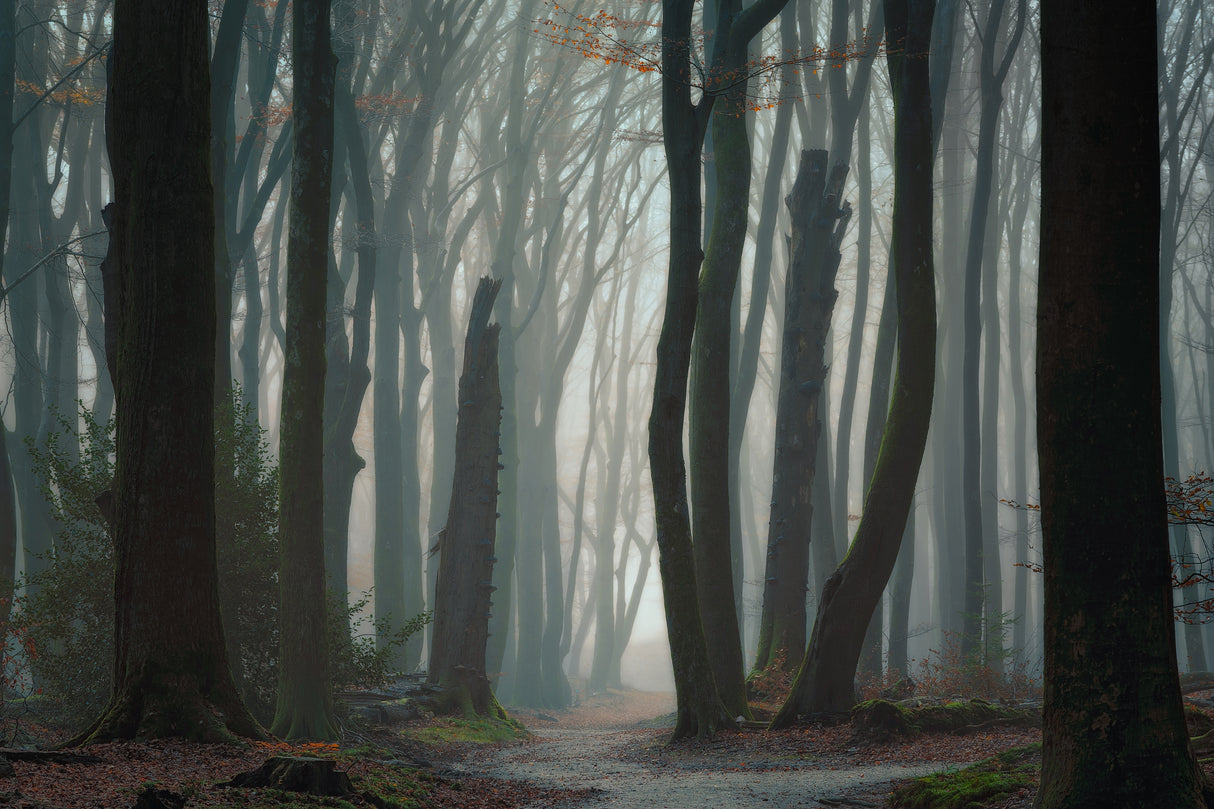 Follow Your Own Way Poster och Canvastavla