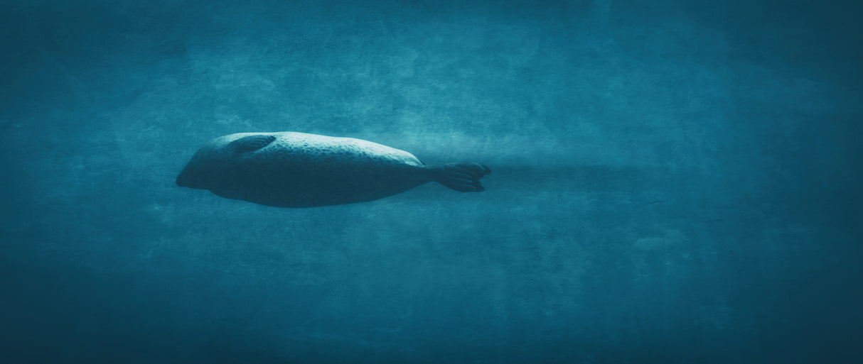 Torpedo Poster och Canvastavla