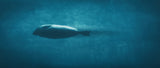 Torpedo Poster och Canvastavla