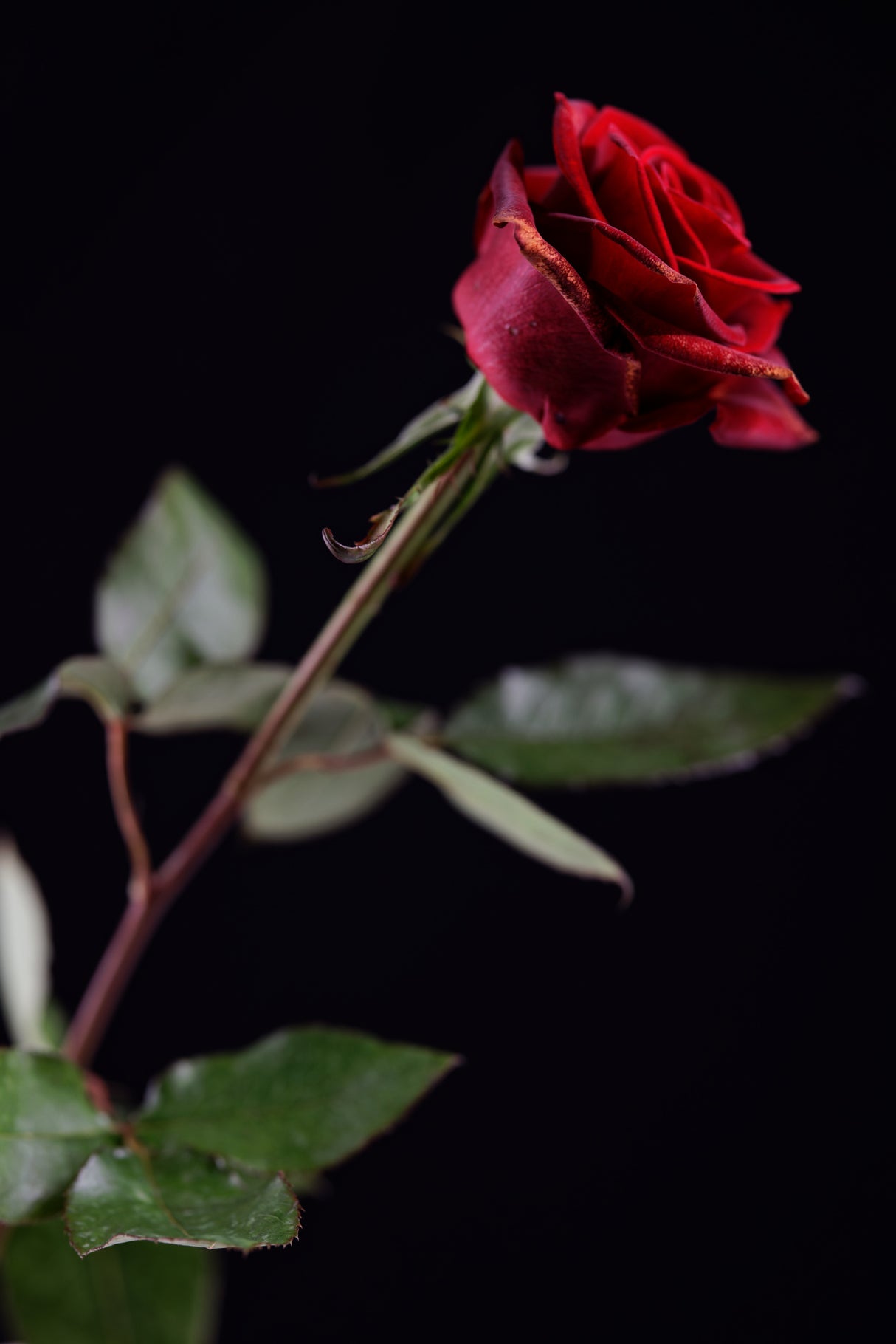 red rose Poster och Canvastavla