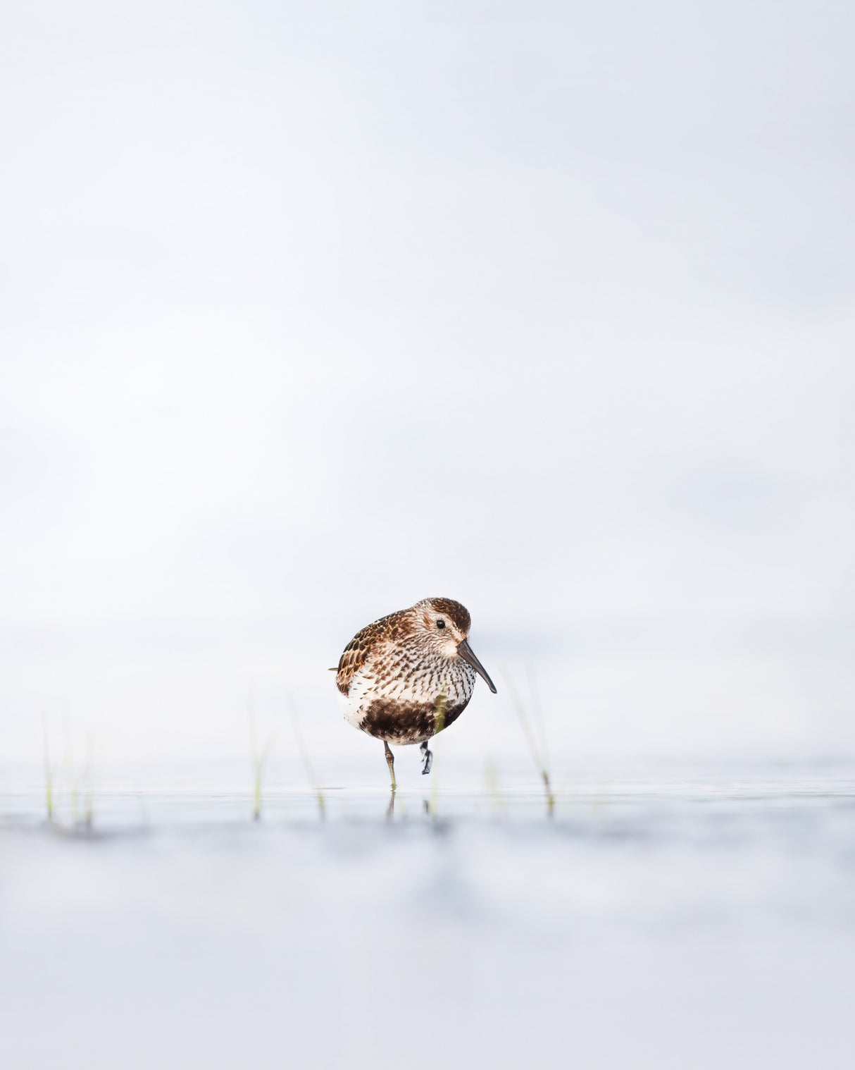 Dunlin standing in water Poster och Canvastavla
