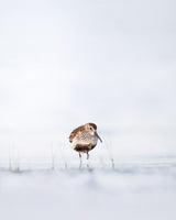 Dunlin standing in water Poster och Canvastavla