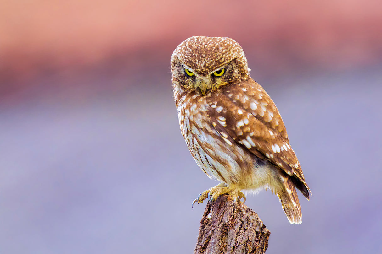 Angry little owl Poster och Canvastavla
