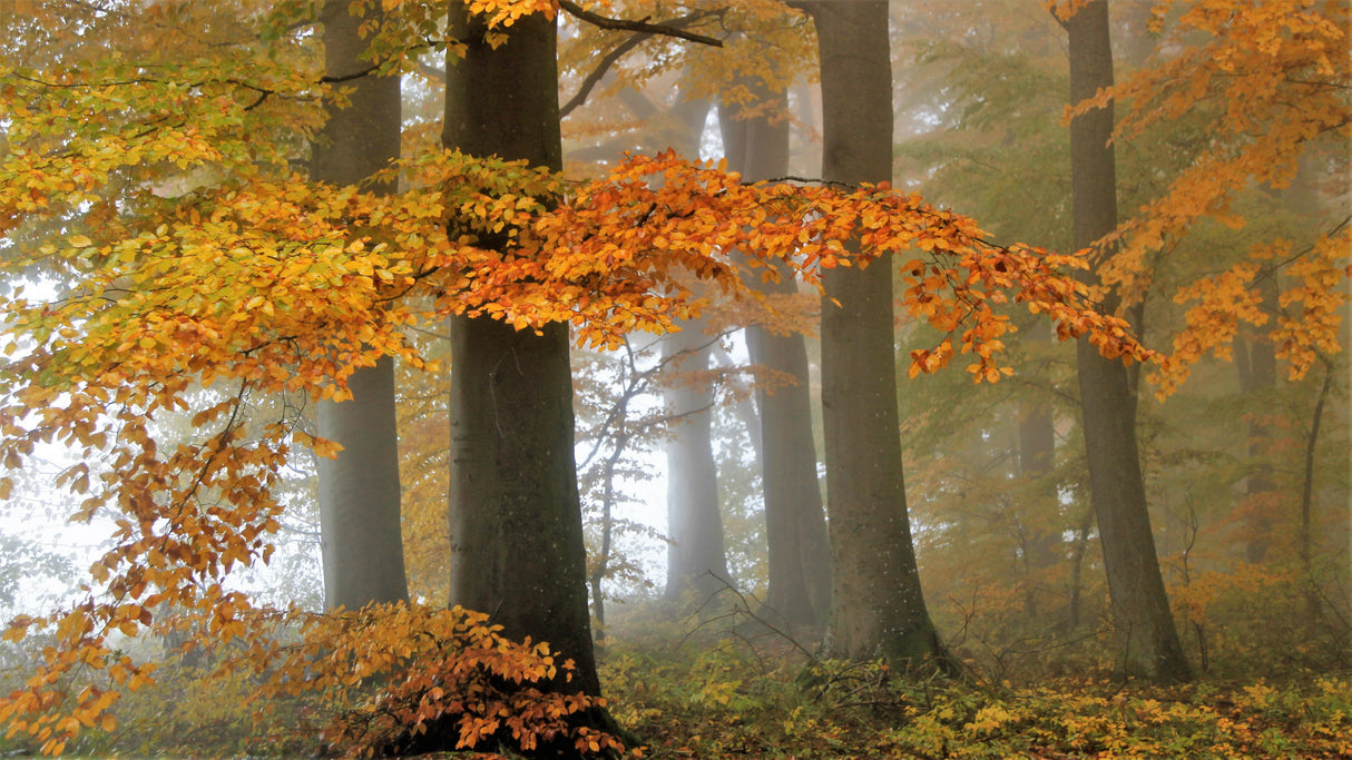 Autumn colors Poster och Canvastavla
