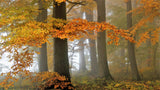 Autumn colors Poster och Canvastavla