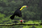 Toucan Hop Poster och Canvastavla