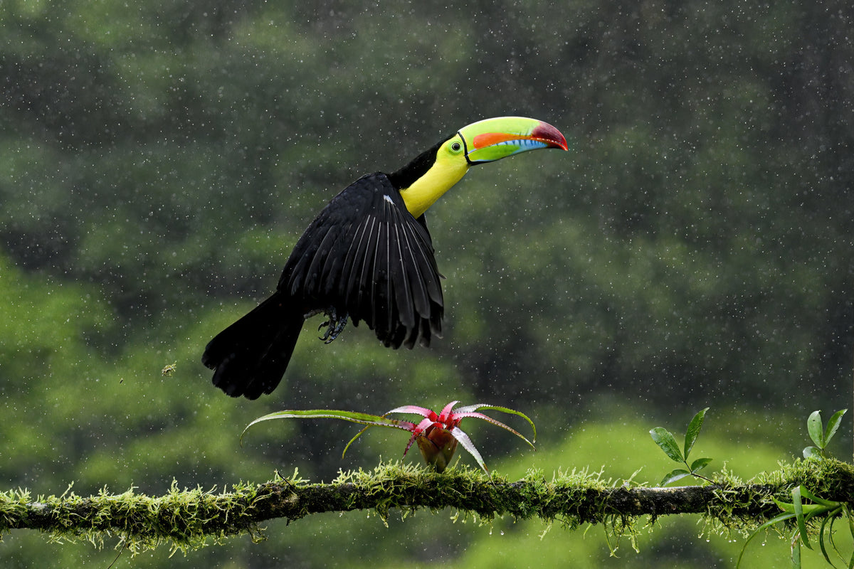 Toucan Hop Poster och Canvastavla