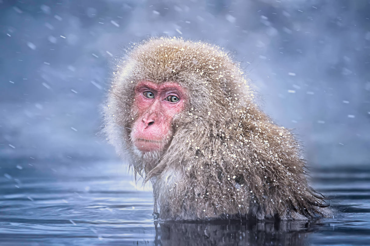 Snow Monkey Poster och Canvastavla