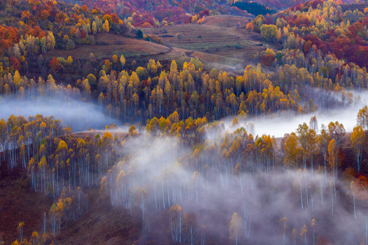 Autumn vibes in the morning Poster och Canvastavla
