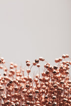 Dried Grass Copper 04 Poster och Canvastavla