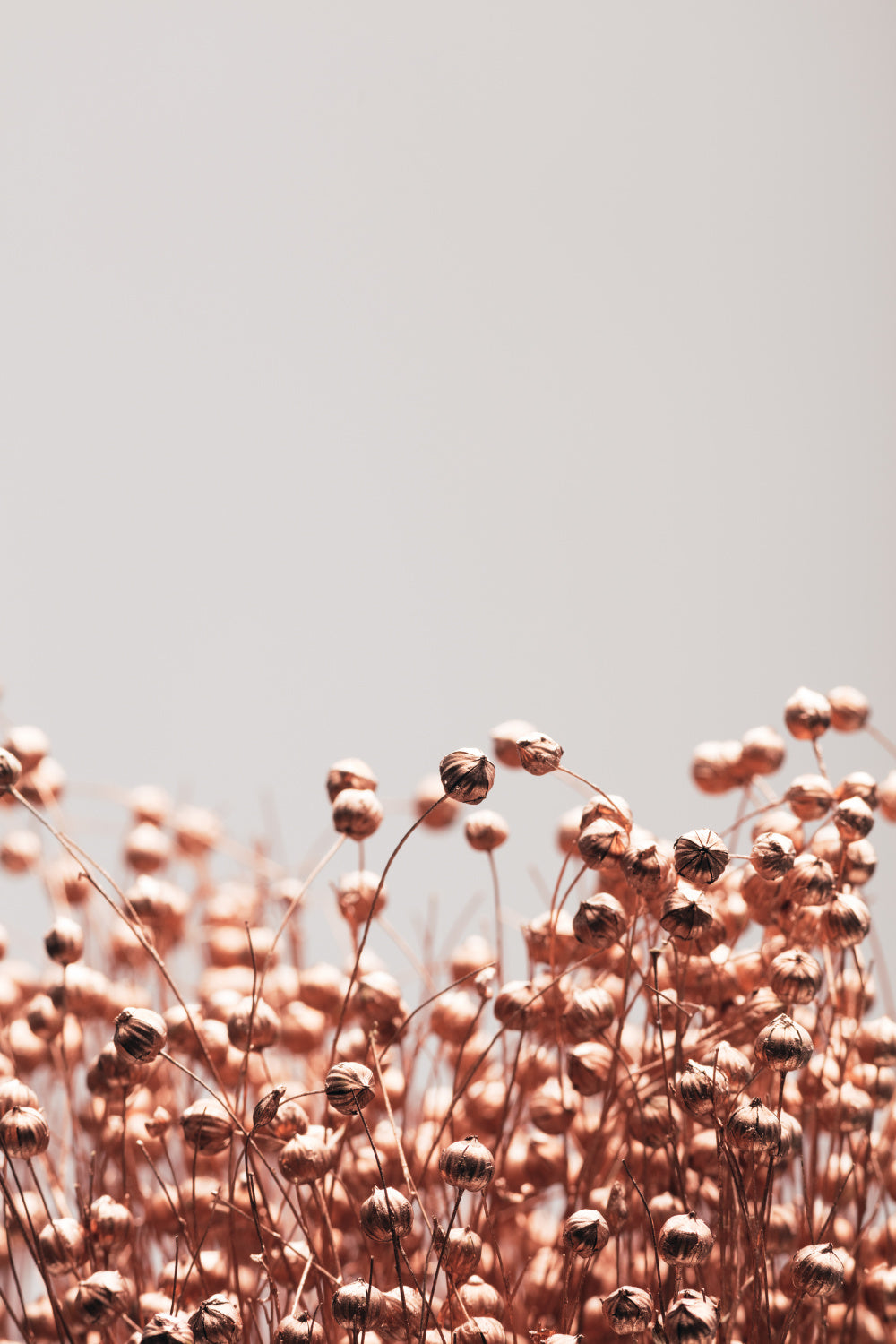 Dried Grass Copper 04 Poster och Canvastavla