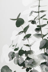 Eucalyptus Creative 03 Poster och Canvastavla