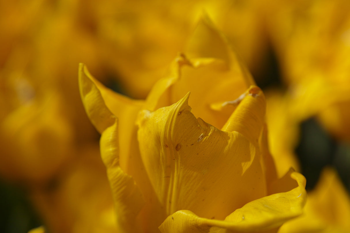 yellow tulip Poster och Canvastavla