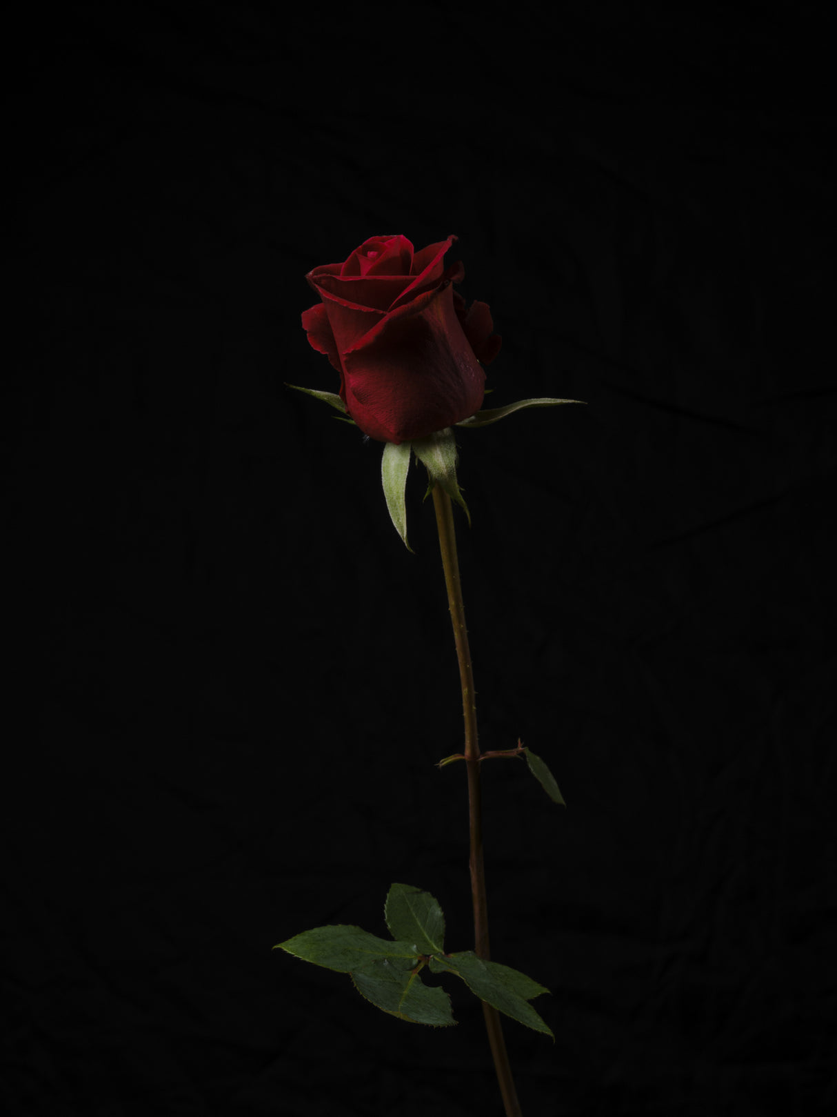 red rose isolated on black background Poster och Canvastavla
