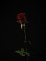 red rose isolated on black background Poster och Canvastavla