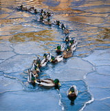 In a row Poster och Canvastavla