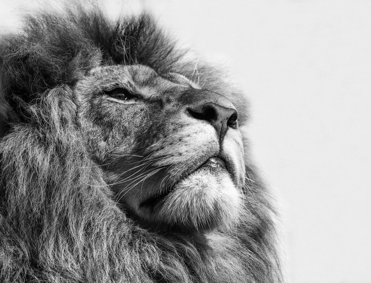 The King.... Poster och Canvastavla
