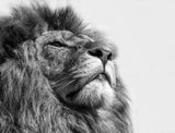 The King.... Poster och Canvastavla