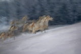winter scene Poster och Canvastavla