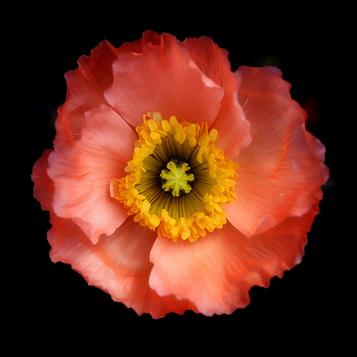 Morning Poppy Poster och Canvastavla
