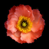 Morning Poppy Poster och Canvastavla