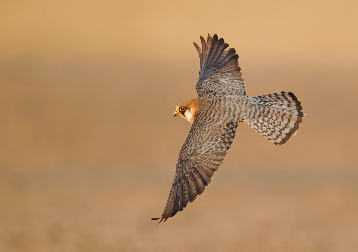 Red-footed Falcon BOF Poster och Canvastavla