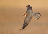 Red-footed Falcon BOF Poster och Canvastavla
