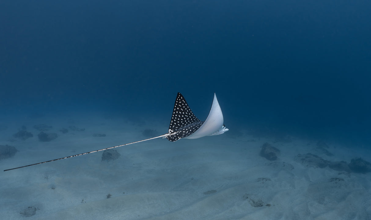 Spotted Eagle Ray Poster och Canvastavla