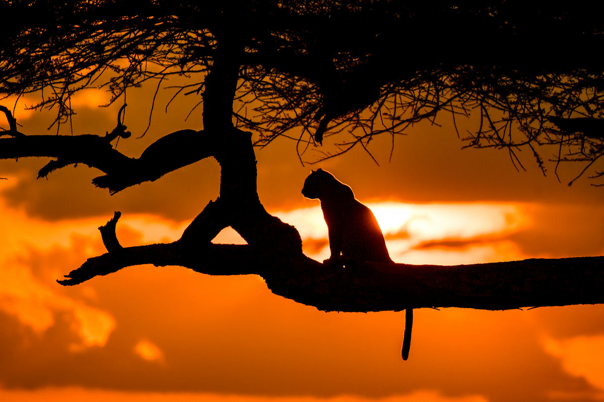 Sunset cheetah silhouette Poster och Canvastavla