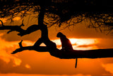 Sunset cheetah silhouette Poster och Canvastavla