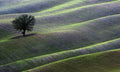 landscape Poster och Canvastavla