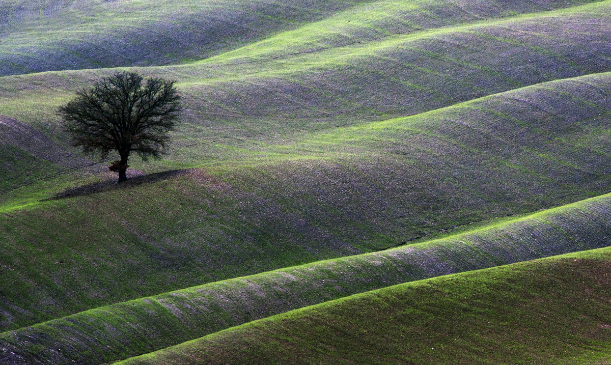 landscape Poster och Canvastavla