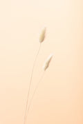 Bunny Grass Peach 08 Poster och Canvastavla