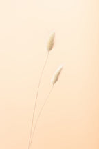 Bunny Grass Peach 08 Poster och Canvastavla