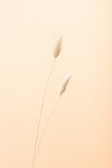 Bunny Grass Peach 08 Poster och Canvastavla