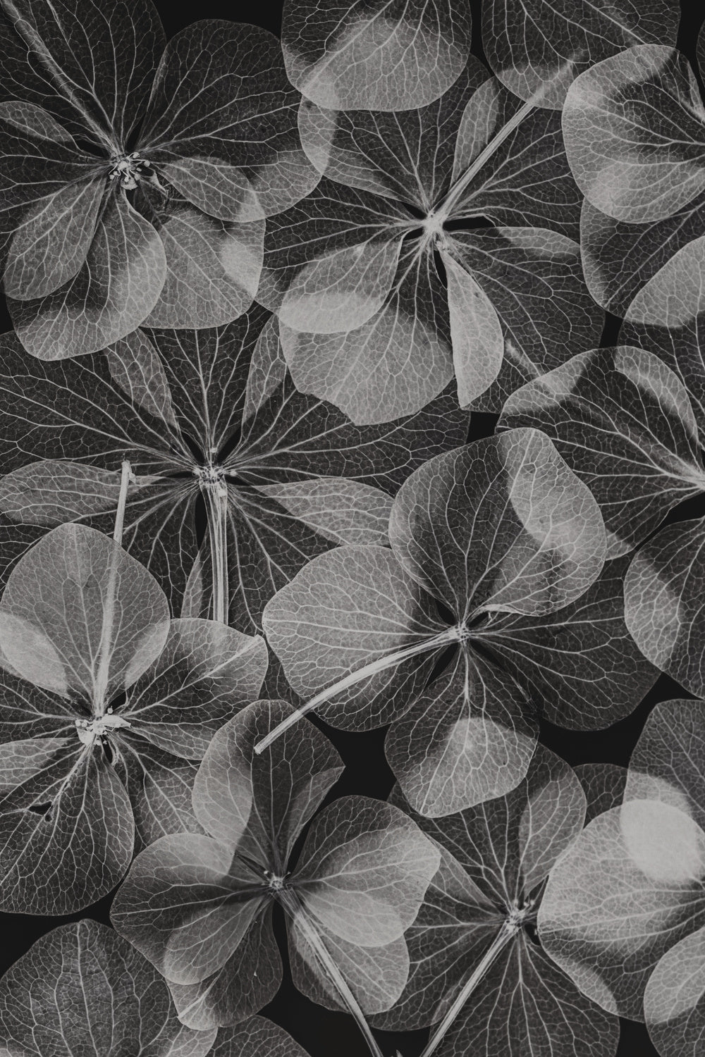 Botanical #48 Poster och Canvastavla