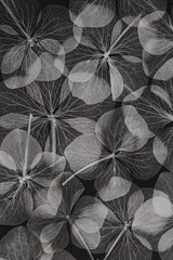 Botanical #48 Poster och Canvastavla