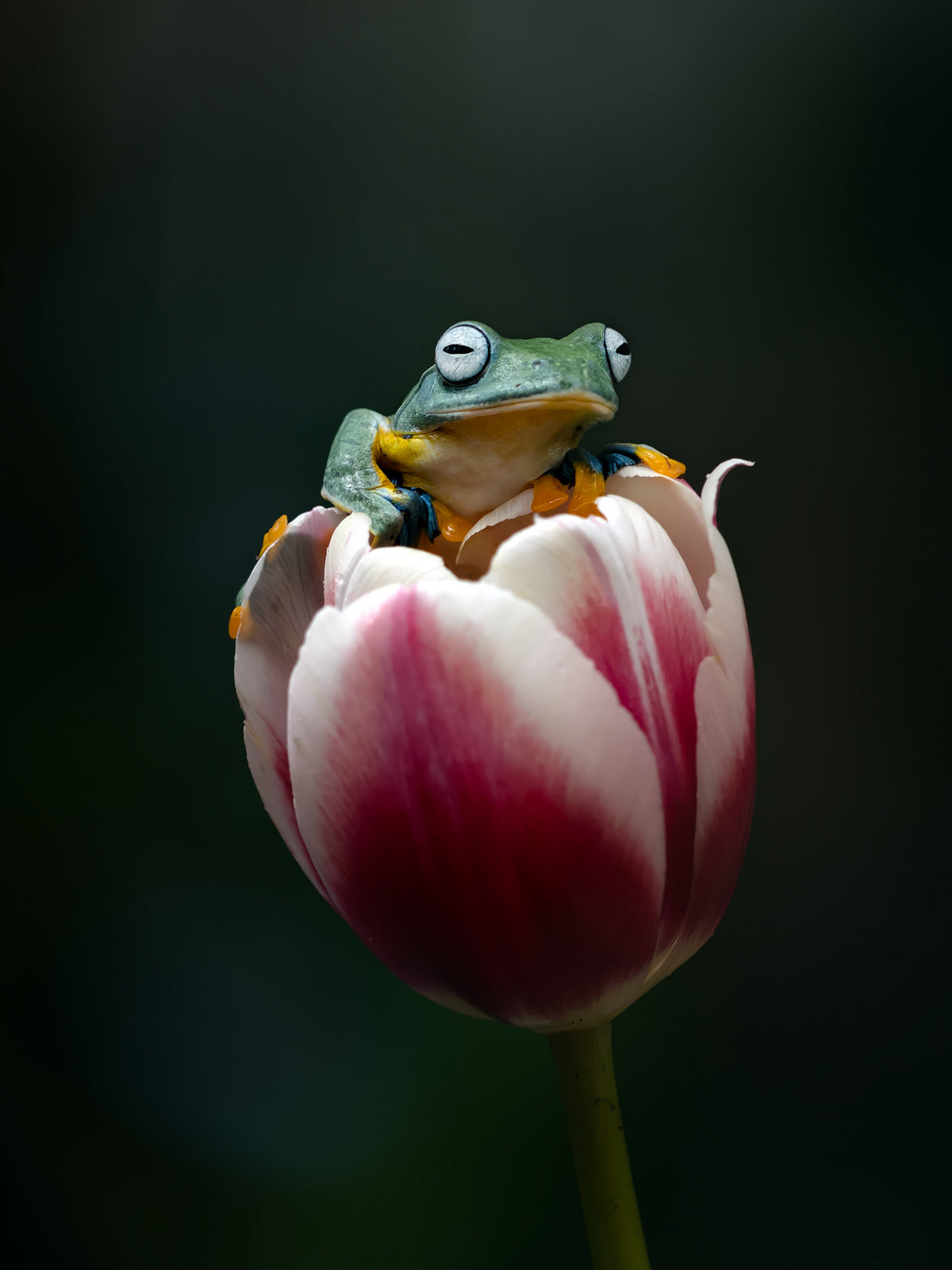 Cute Flying Frog Poster och Canvastavla