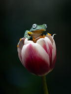 Cute Flying Frog Poster och Canvastavla