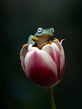 Cute Flying Frog Poster och Canvastavla