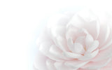 Tender Beauty Poster och Canvastavla