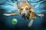 UnderDog Poster och Canvastavla