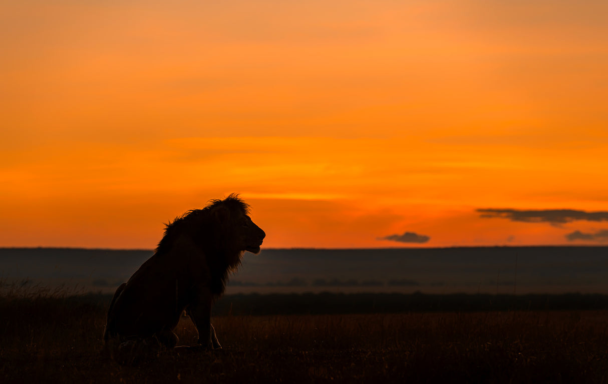 King in Sunrise Poster och Canvastavla