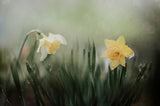 narcissuss in rain Poster och Canvastavla