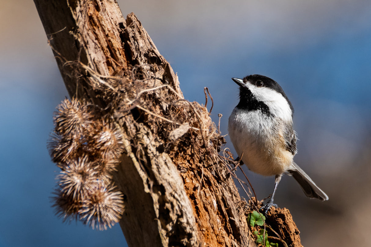 A Perch Fit For A Chickadee Poster och Canvastavla