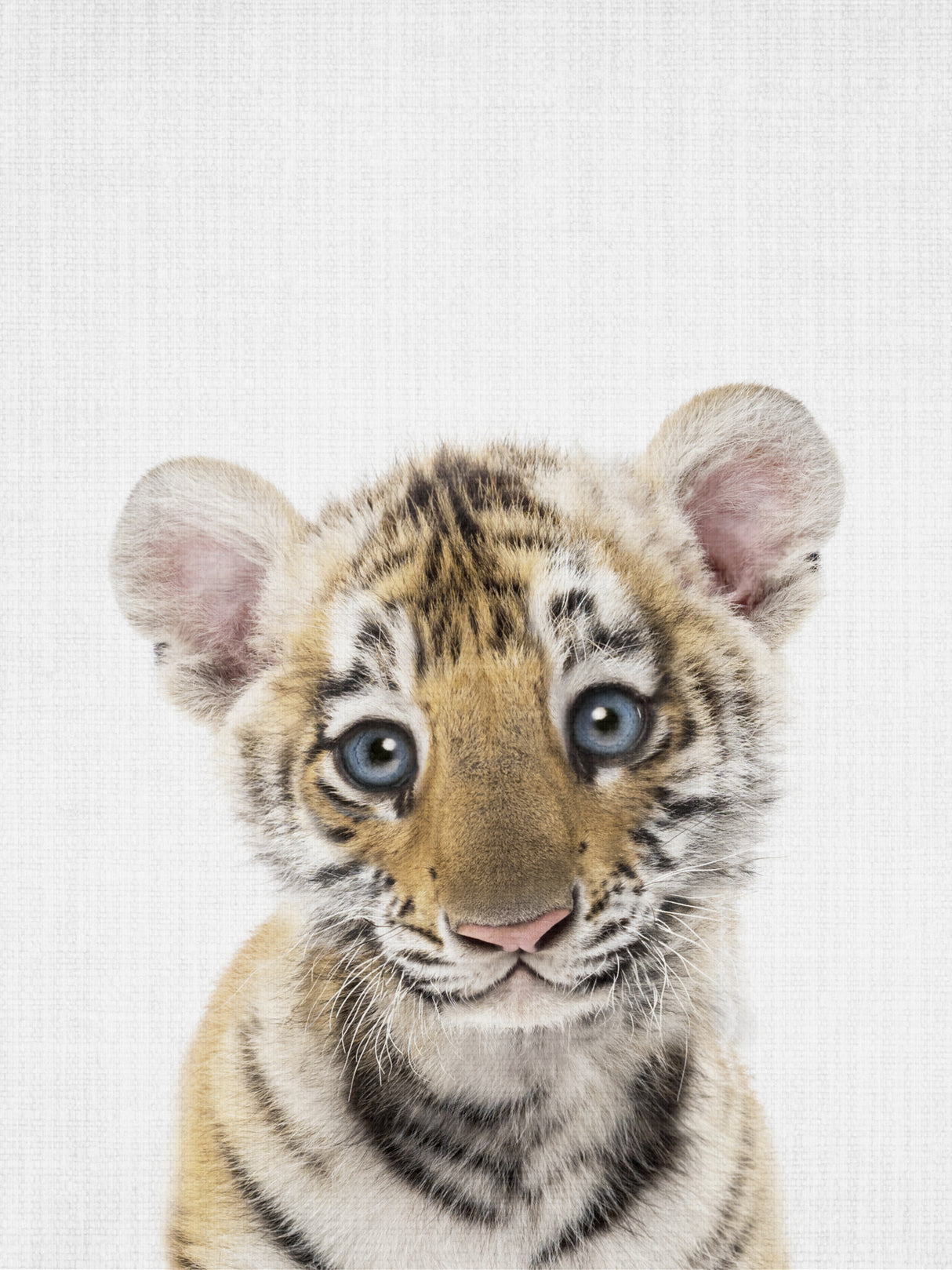 Peekaboo Baby Tiger Poster och Canvastavla