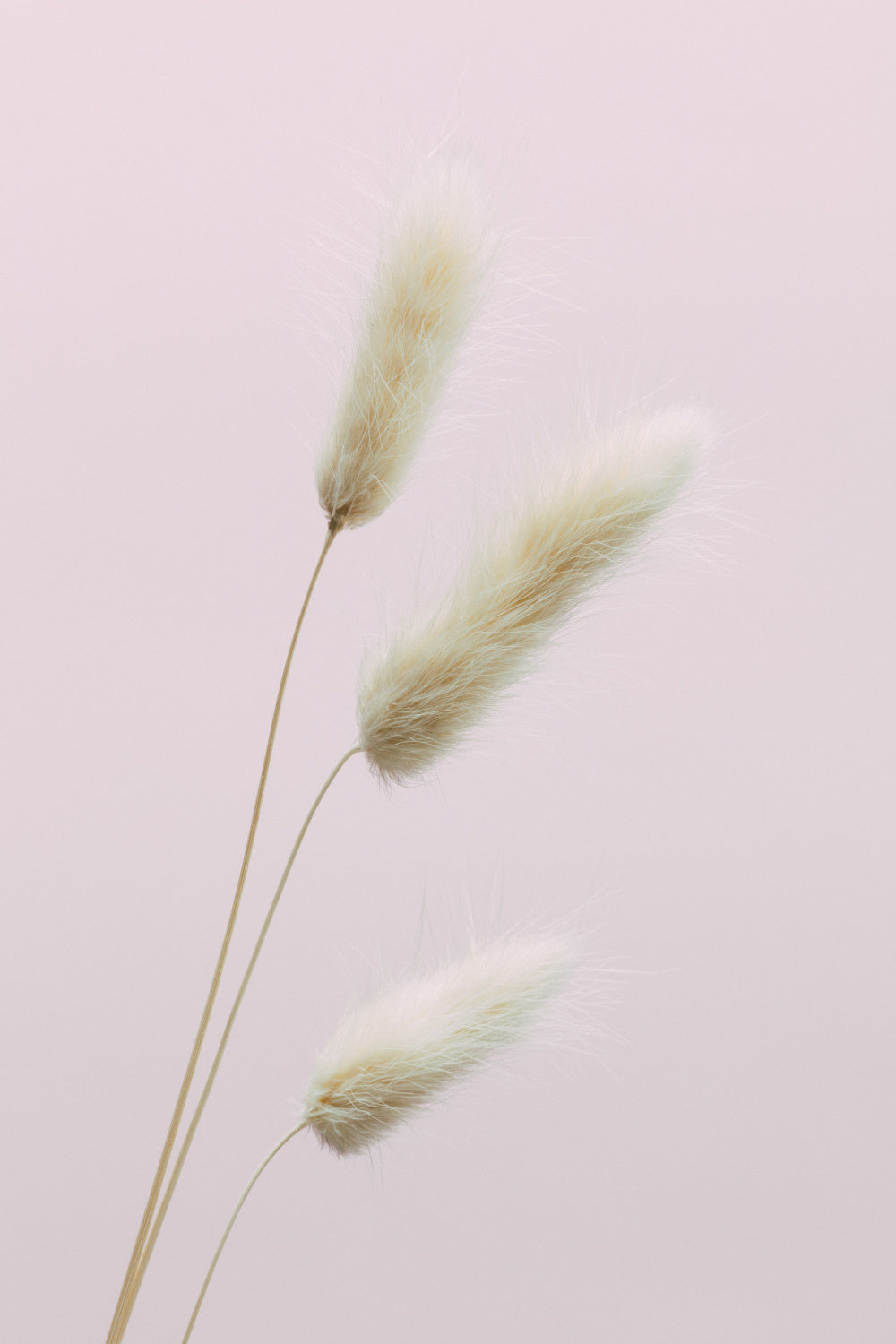 Bunny Grass Pink 03 Poster och Canvastavla