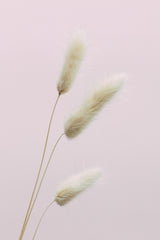 Bunny Grass Pink 03 Poster och Canvastavla